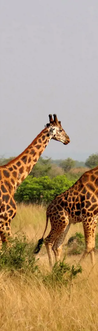 Die gefährdeten Rothschild-Giraffen